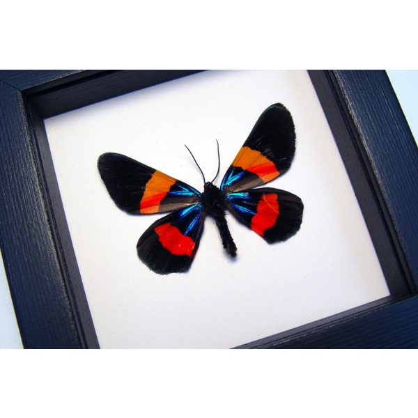 Milionia drucei verso Framed Day Flying Moth Taxidermy Classic Black Display