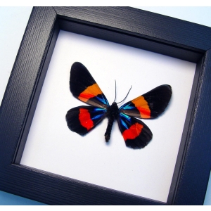 Milionia drucei verso Framed Day Flying Moth Taxidermy Classic Black Display