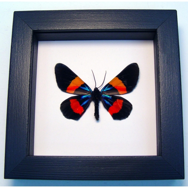 Milionia drucei verso Framed Day Flying Moth Taxidermy Classic Black Display