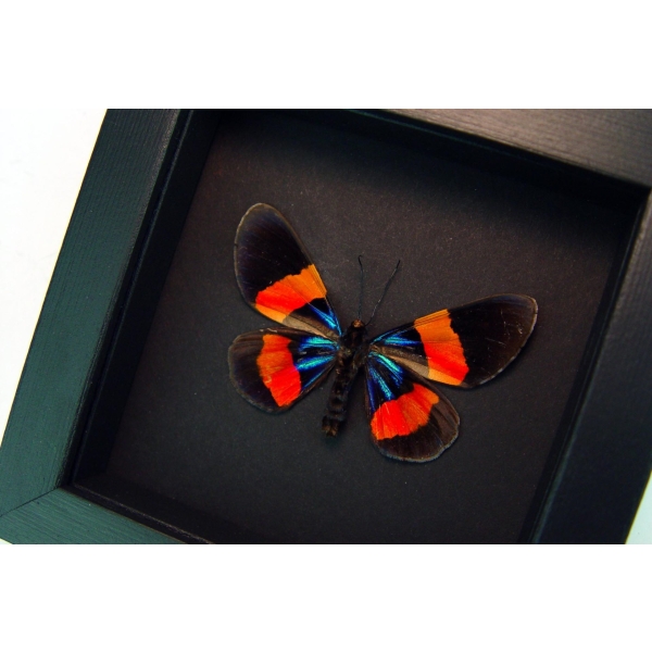 Milionia drucei Verso Day Moth Framed Taxidermy Moonlight Display