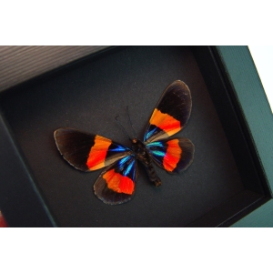 Milionia drucei verso Framed Day Flying Moth Moonlight Display ooak