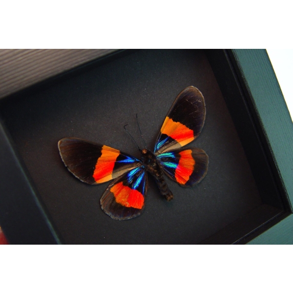 Milionia drucei verso Framed Day Flying Moth Moonlight Display ooak