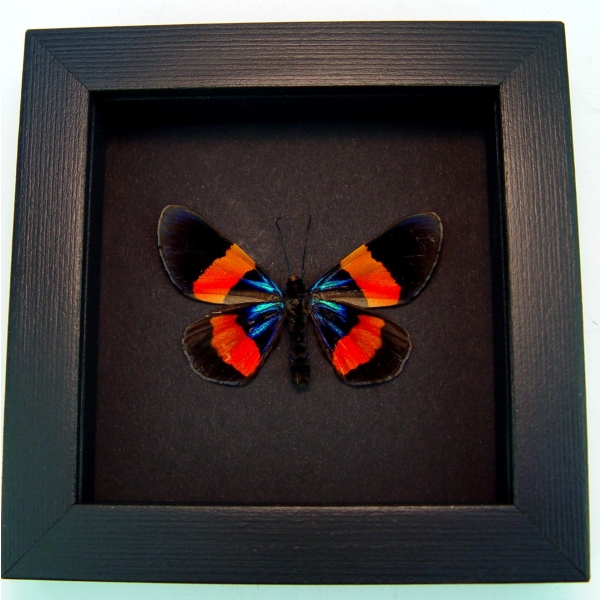 Milionia drucei Verso Day Moth Framed Taxidermy Moonlight Display