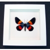 Milionia drucei verso Framed Day Flying Taxidermy Vibrant White Display