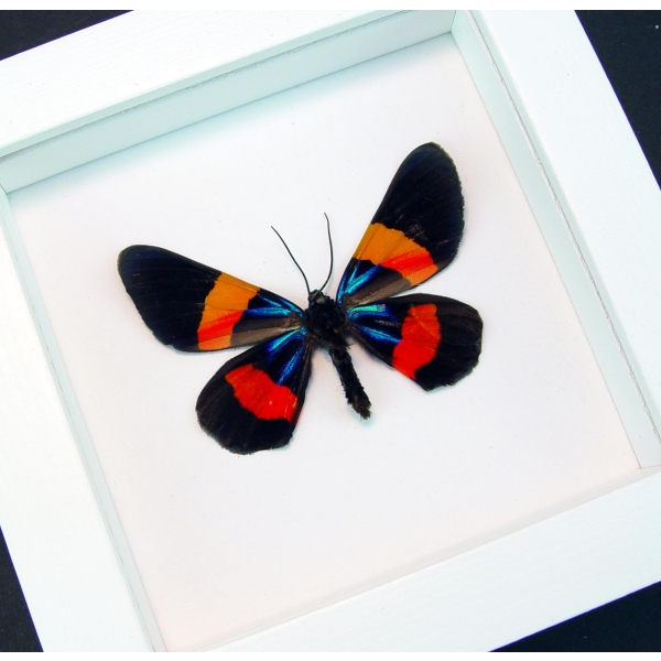 Milionia drucei verso Framed Day Flying Taxidermy Vibrant White Display