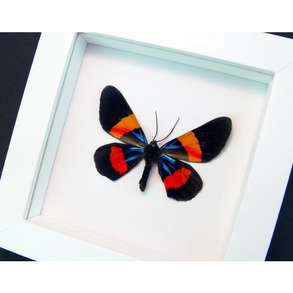 Milionia drucei verso Framed Day Flying Taxidermy Vibrant White Display