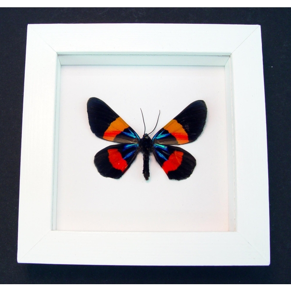 Milionia drucei verso Framed Day Flying Taxidermy Vibrant White Display