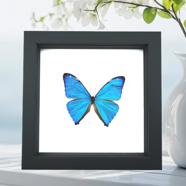 Morpho Aega Blue Morpho Butterfly Framed Taxidermy Classic Black Display