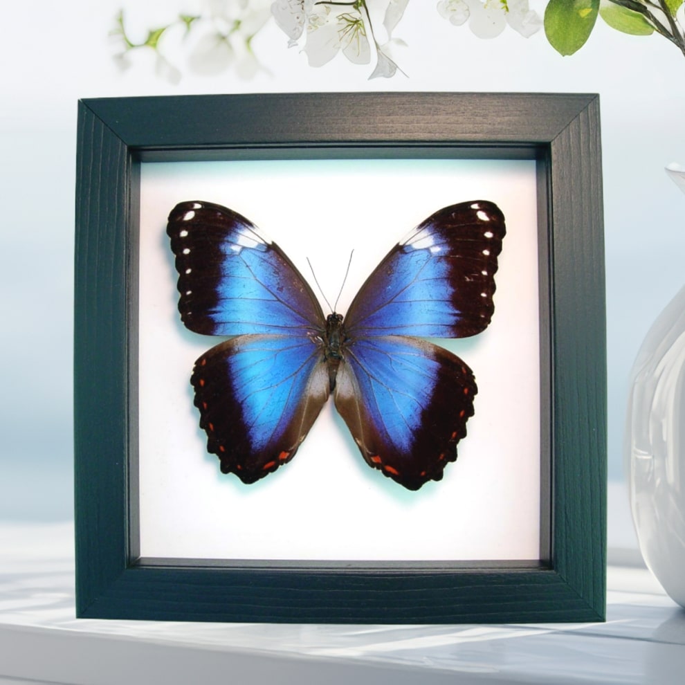 Violet Butterfly Morpho helenor violaceus Framed Taxidermy Classic Black Display Violet Butterfly Morpho helenor violaceus Framed Taxidermy Classic Black Display