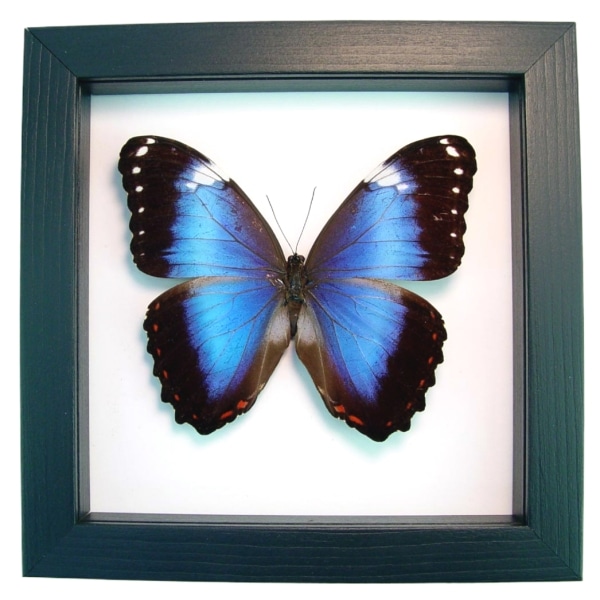 Violet Butterfly Morpho helenor violaceus Framed Taxidermy Classic Black Display