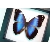 Violet Butterfly Morpho helenor violaceus Framed Taxidermy Classic Black Display