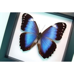 Violet Butterfly Morpho helenor violaceus Framed Taxidermy Classic Black Display