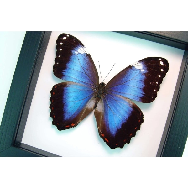 Violet Butterfly Morpho helenor violaceus Framed Taxidermy Classic Black Display