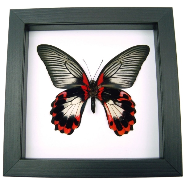 Papilio rumanzovia female verso Scarlet Mormon Butterfly Classic Black Display Framed Taxidermy