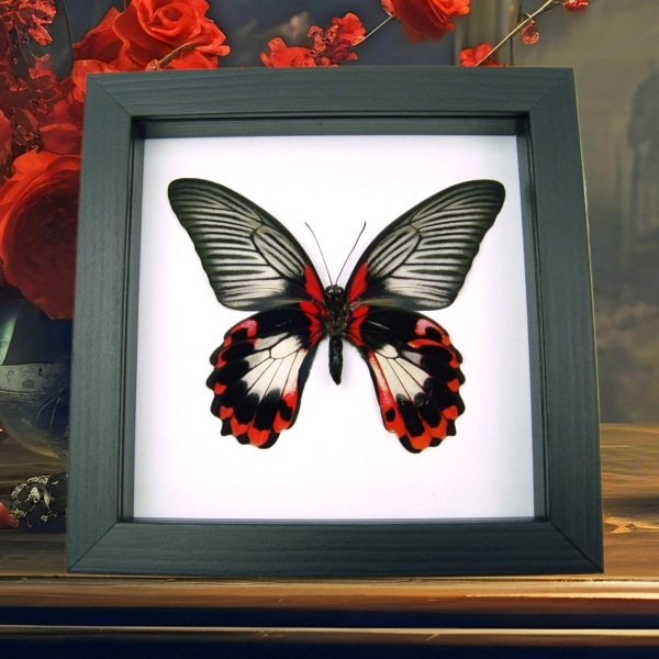 Papilio rumanzovia female verso Scarlet Mormon Butterfly Classic Black Display Framed Taxidermy Papilio rumanzovia female verso Scarlet Mormon Butterfly Classic Black Display Framed Taxidermy