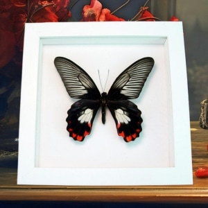 Scarlet Mormon Butterfly Papilio rumanzovia female Vibrant White Framed Taxidermy