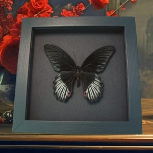 Real Black Butterfly Papilio rumanzovia Scarlet Mormon Framed Taxidermy Display