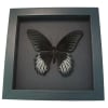 Real Black Butterfly Papilio rumanzovia Scarlet Mormon Framed Taxidermy Display