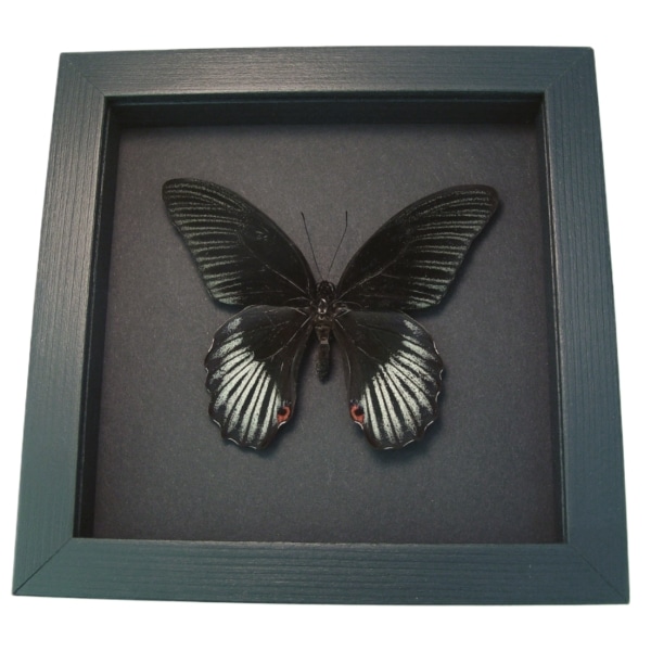 Real Black Butterfly Papilio rumanzovia Scarlet Mormon Framed Taxidermy Display