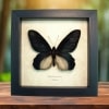 Giant Black Gothic Butterfly Atrophaneura Dixoni Framed Taxidermy Display