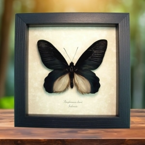Giant Black Gothic Butterfly Atrophaneura Dixoni Framed Taxidermy Display