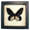 Giant Black Gothic Butterfly Atrophaneura Dixoni Framed Taxidermy Display