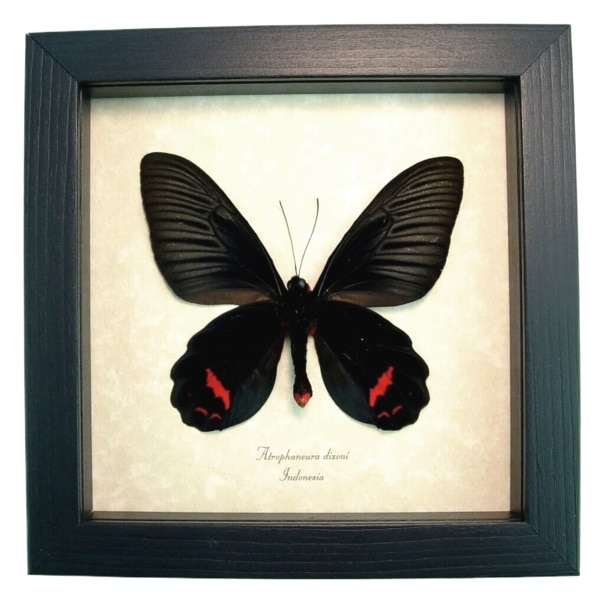 Giant Black Red Gothic Butterfly Atrophaneura Dixoni Verso Framed Taxidermy Display
