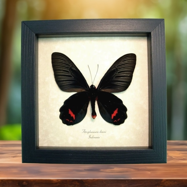 Giant Black Red Gothic Butterfly Atrophaneura Dixoni Verso Framed Taxidermy Display