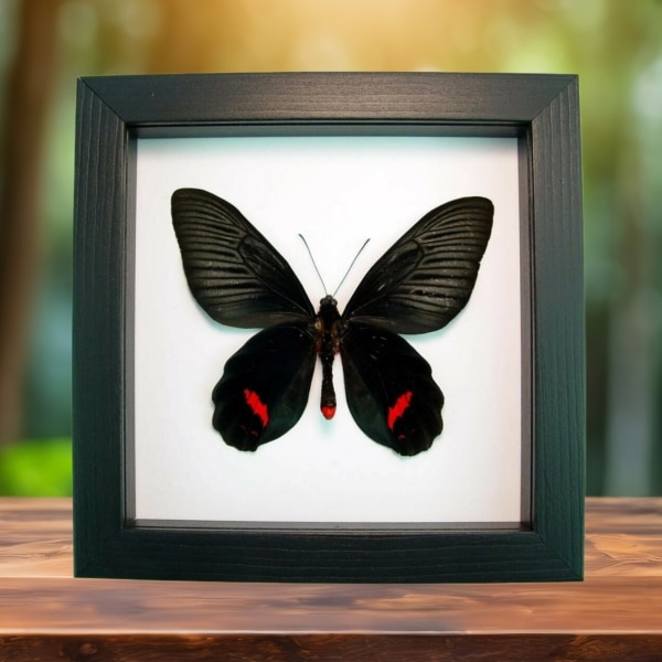 Giant Black Red Gothic Butterfly Atrophaneura Dixoni Verso Framed Taxidermy Classic Black Display
