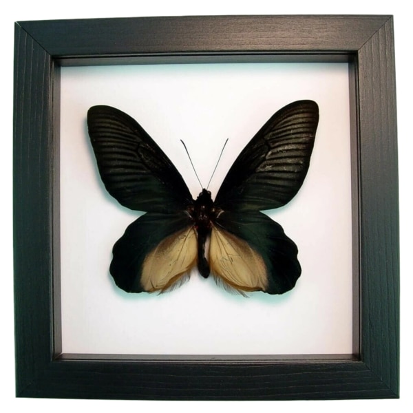 Giant Black Gothic Butterfly Atrophaneura Dixoni Framed Taxidermy Classic Black Display