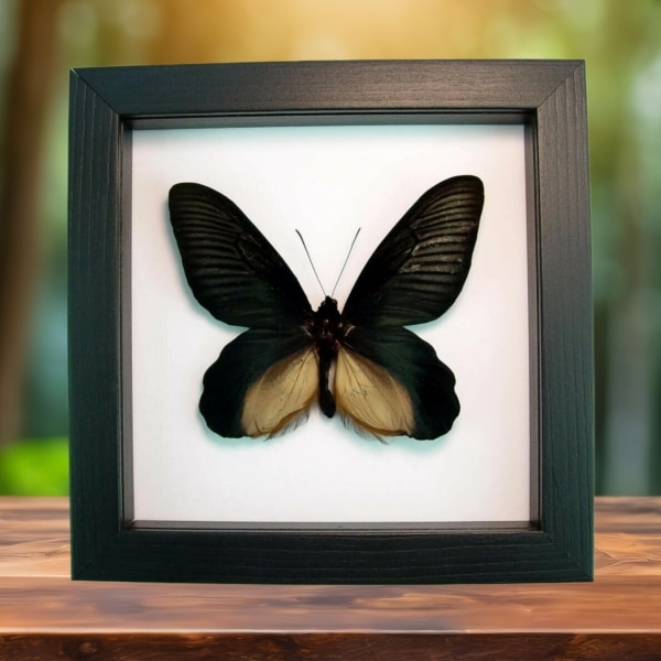 Giant Black Gothic Butterfly Atrophaneura Dixoni Framed Taxidermy Classic Black Display
