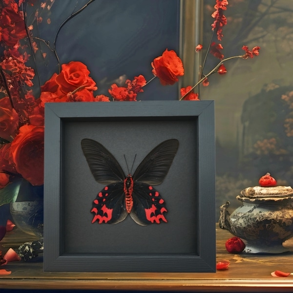 Atrophaneura semperi albofasciata male Butterfly Blood Red Vampire Moonlight Display