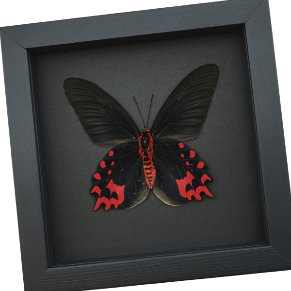 Atrophaneura semperi albofasciata male Butterfly Blood Red Vampire Moonlight Display