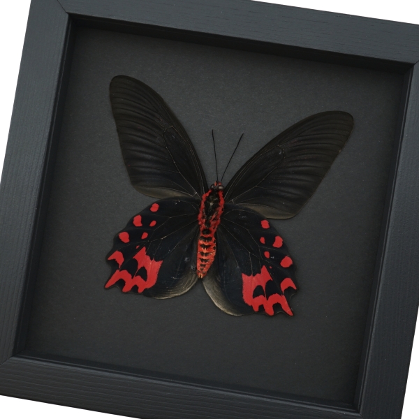 Atrophaneura semperi albofasciata male Butterfly Blood Red Vampire Moonlight Display