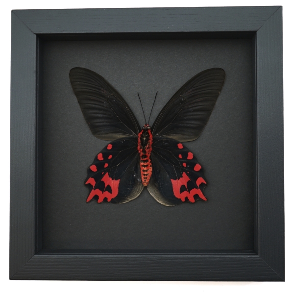 Atrophaneura semperi albofasciata male Butterfly Blood Red Vampire Moonlight Display