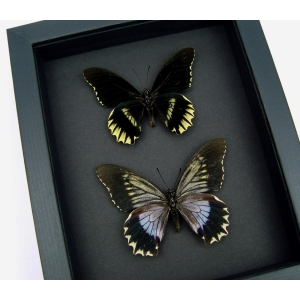 Battus streckerianus Pair Rare Framed Butterflies Taxidermy Moonlight Display