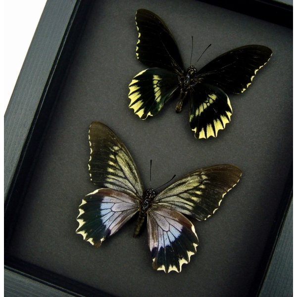Battus streckerianus Pair Rare Framed Butterflies Taxidermy Moonlight Display