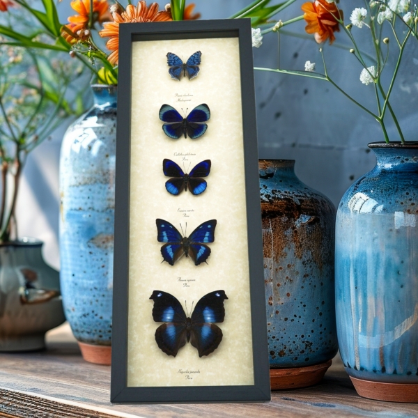 Royal Blue Butterfly Collection Real Framed Butterflies Taxidermy Display