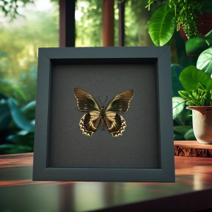 Battus streckerianus Male verso Rare Framed Butterfly Taxidermy Moonlight Display