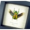 Real Framed Green African Beetle Coelorrhina aurata Insect Taxidermy Display