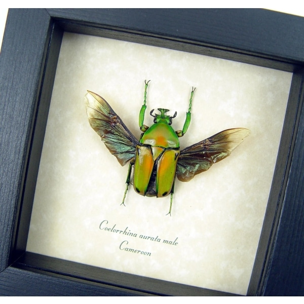 Real Framed Green African Beetle Coelorrhina aurata Insect Taxidermy Display