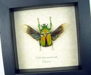 Real Framed Green African Beetle Coelorrhina aurata Insect Taxidermy Display