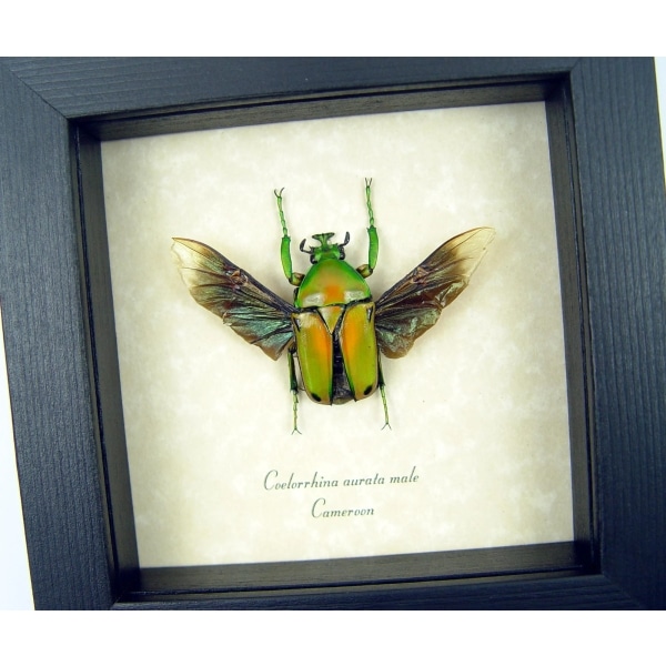 Real Framed Green African Beetle Coelorrhina aurata Insect Taxidermy Display