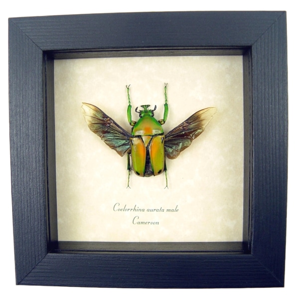 Real Framed Green African Beetle Coelorrhina aurata Insect Taxidermy Display