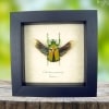 Real Framed Green African Beetle Coelorrhina aurata Insect Taxidermy Display