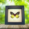 Delias crithoe Framed Butterfly Rare Yellow Red Taxidermy Display