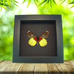 Delias crithoe Framed Butterfly Yellow Red Taxidermy Moonlight Display