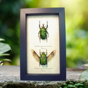 Real Framed Beetle Collection Green Gold Flying African Beetles Eudicella morgani Pair Taxidermy