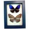 Real Framed Purple Blue Crow Butterfly Euploea mulciber Pair Taxidermy Display
