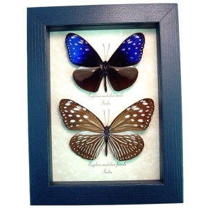 Real Framed Purple Blue Crow Butterfly Euploea mulciber Pair Taxidermy Display